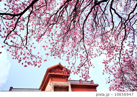 木 ツリー 樹 10656947