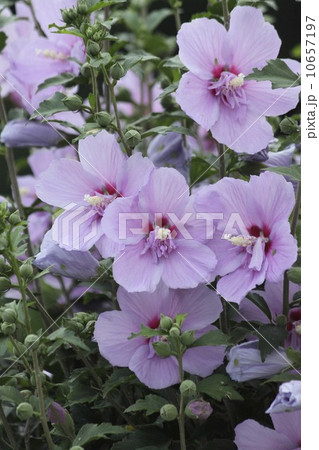 ピンクのむくげ 10657197