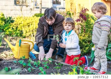 Two little boys and father planting seedlings in vegetable garde Two little boys and father planting seedlings in vegetable garde 10657312