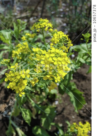 カブの花 10657378