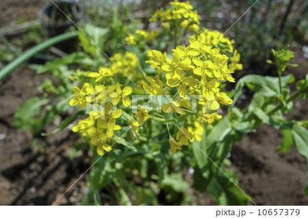 カブの花 10657379