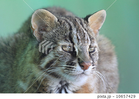 絶滅の危機 ツシマヤマネコ 絶滅の危機 ツシマヤマネコ 10657429