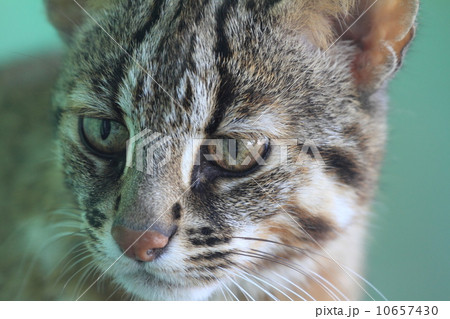 絶滅の危機 ツシマヤマネコ 絶滅の危機 ツシマヤマネコ 10657430