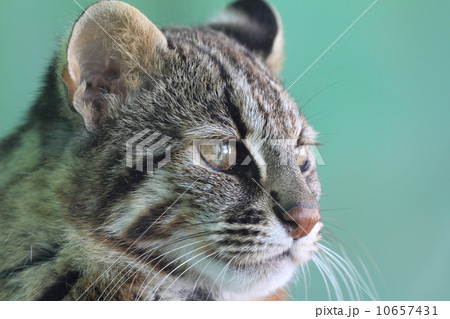 絶滅の危機　ツシマヤマネコ 10657431