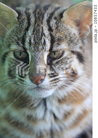 絶滅の危機 ツシマヤマネコ 絶滅の危機 ツシマヤマネコ 10657433