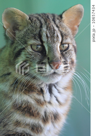 絶滅の危機 ツシマヤマネコ 絶滅の危機 ツシマヤマネコ 10657434