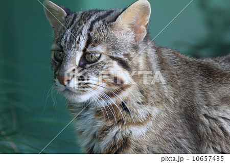 絶滅の危機 ツシマヤマネコ 絶滅の危機 ツシマヤマネコ 10657435