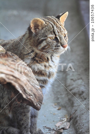絶滅の危機　ツシマヤマネコ 10657436