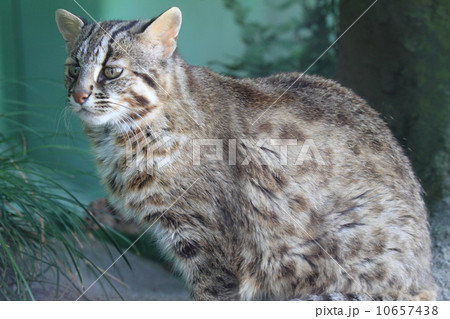 絶滅の危機　ツシマヤマネコ 10657438