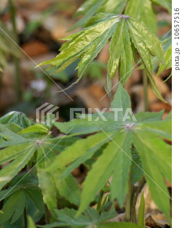 ユニークで愛らしいヤブレガサ：破れ傘 10657516