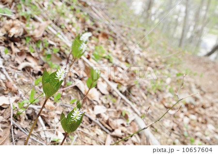 ヒトリシズカの群落 10657604