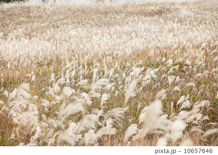 曽爾高原ススキ 10657646