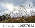 曽爾高原ススキ 10657648