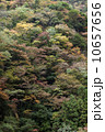 曽爾紅葉 10657656