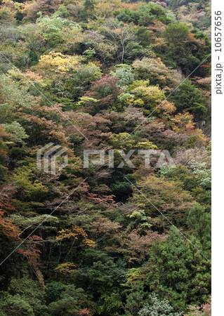曽爾紅葉 10657656