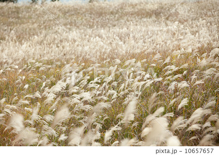 曽爾高原ススキ 10657657