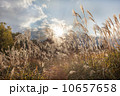 曽爾高原ススキ 10657658