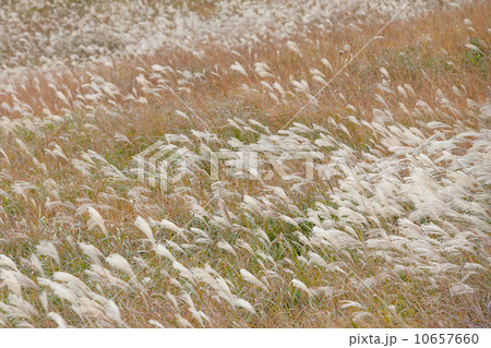 曽爾高原ススキ 10657660