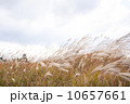 曽爾高原ススキ 10657661