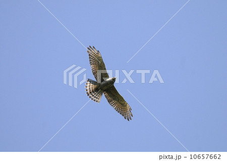 青空をバックに飛翔する渡り途中のサシバ幼鳥 10657662