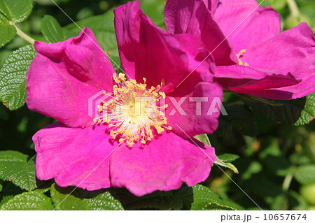 はまなすの花 10657674