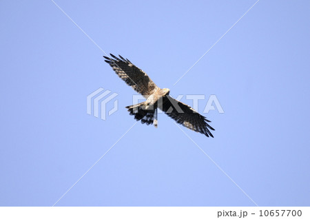 青空をバックに飛翔する渡り途中のサシバ成鳥 10657700
