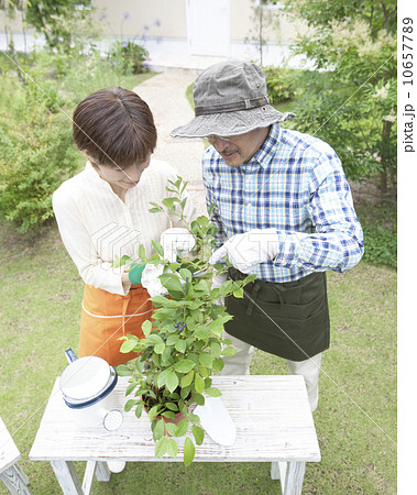 ガーデニングをする夫婦 ガーデニングをする夫婦 10657789
