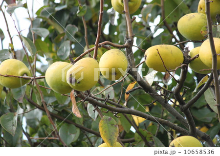 かりんの実 10658536