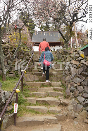 梅の名所　不老園　山梨 10658635