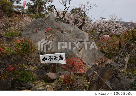 梅の名所　不老園　山梨 10658636