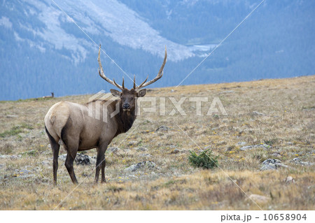 USA, Colorado, Rocky Mountains National Park, Stag looking away USA, Colorado, Rocky Mountains National Park, Stag looking away 10658904