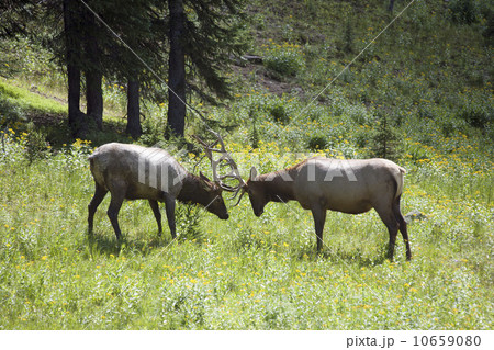 USA, Colorado, Rocky Mountains National Park, Two stags fighting USA, Colorado, Rocky Mountains National Park, Two stags fighting 10659080