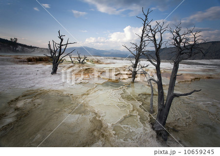 Canary Spring 10659245