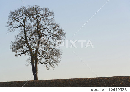 Tree  10659528