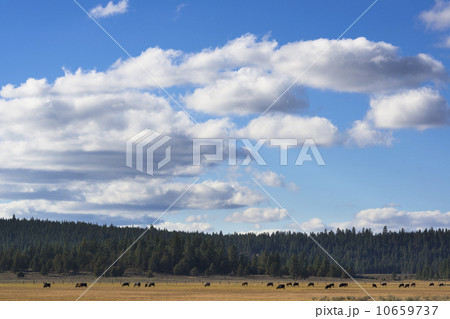 Cows on meadow 10659737