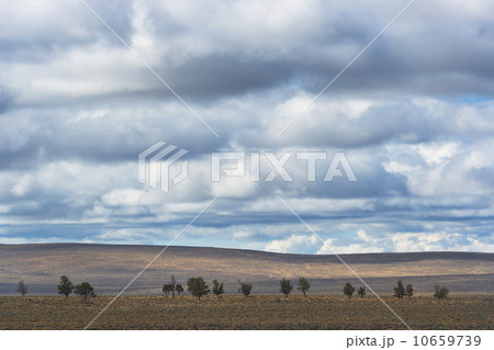 Juniper trees 10659739