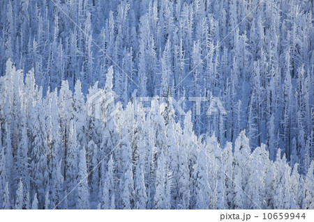 Trees covered with fresh snow Trees covered with fresh snow 10659944