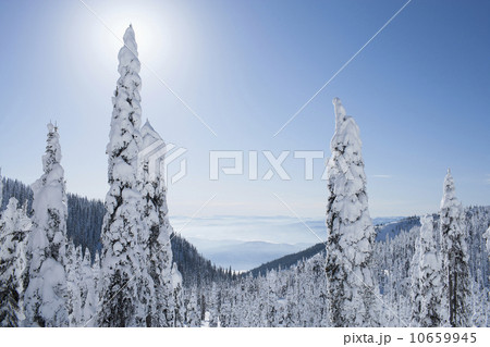 Trees covered with fresh snow Trees covered with fresh snow 10659945
