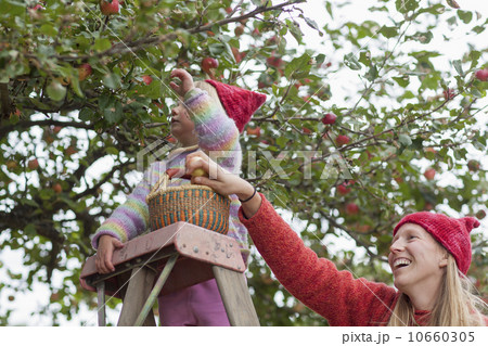 Mother and daughter picking up apples Mother and daughter picking up apples 10660305