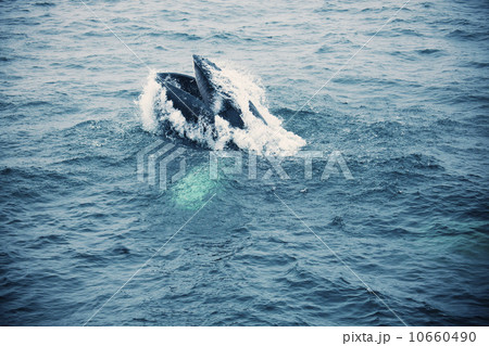 Whale in Atlantic Ocean Whale in Atlantic Ocean 10660490