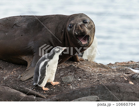 Symbiosis between seal elephant and penguin 10660704