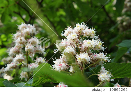 セイヨウトチノキの花 セイヨウトチノキの花 10662262