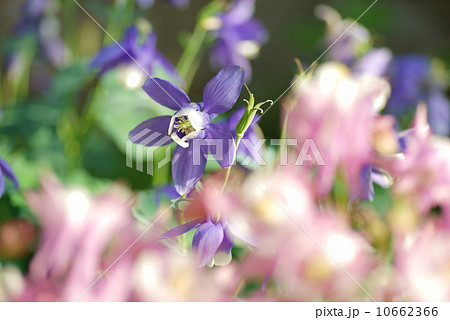 深山苧環 10662366