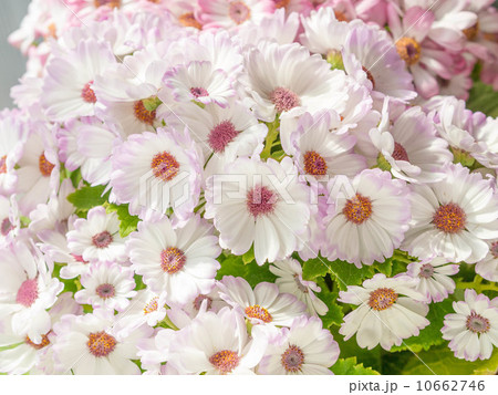 サイネリア 10662746