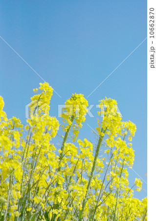 青空に映える満開の菜の花畑 青空に映える満開の菜の花畑 10662870