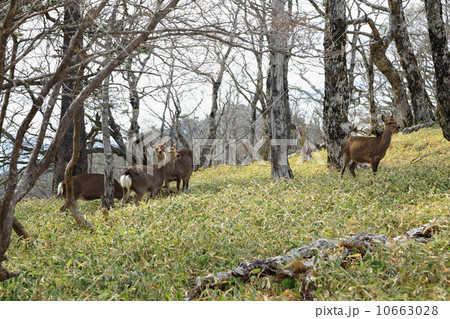 大台ケ原 10663028