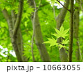 新緑のモミジ１ 10663055