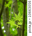 新緑のモミジ２ 10663056