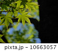 新緑のモミジ３ 10663057