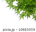 新緑のモミジ５ 10663059